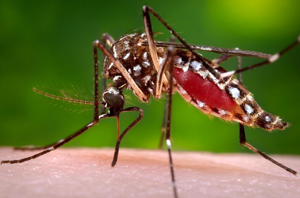 Saúde de Três Lagoas divulga boletins de monitoramento da Dengue e da Leishmaniose