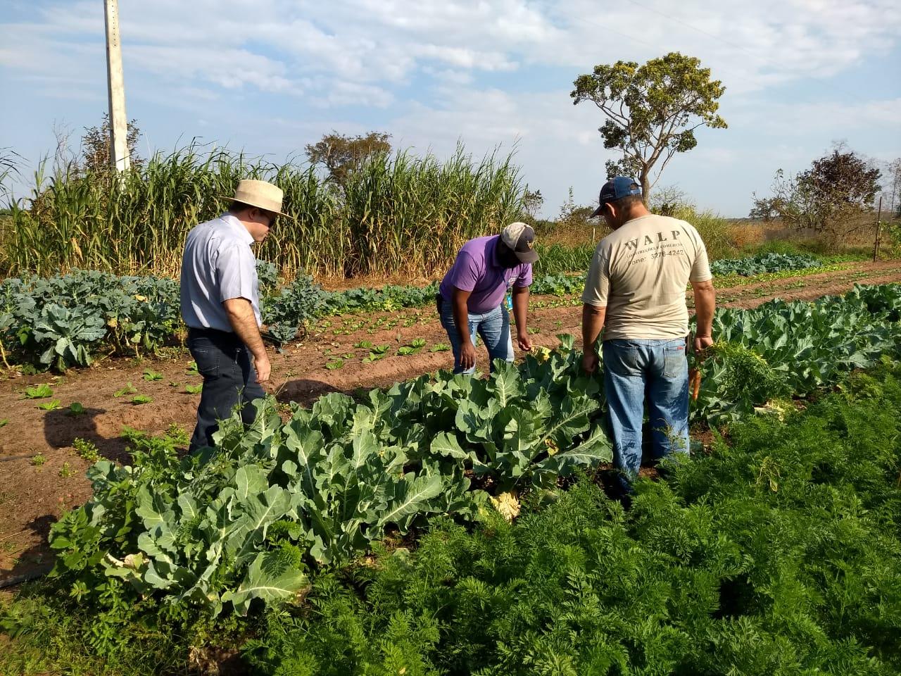 Crescente demanda de alimentos faz com que Departamento de Agronegócio amplie cadastro de pequenos produtores rurais