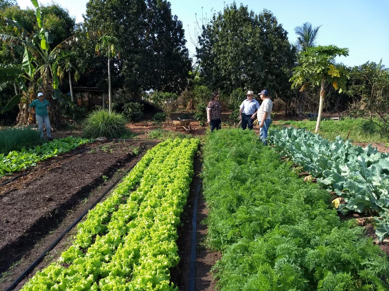 Crescente demanda de alimentos faz com que Departamento de Agronegócio amplie cadastro de pequenos produtores rurais