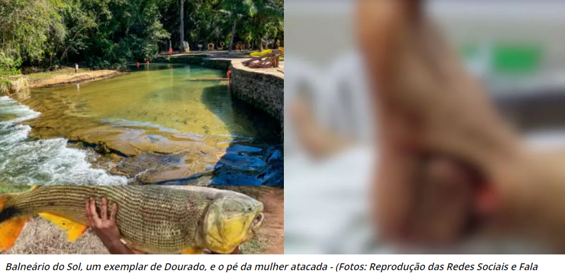 ‘Acontecimento incomum’: Peixe ataca e quase arranca calcanhar de turista em Balneário de Bonito